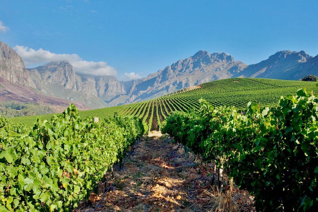 South African winery with mountains