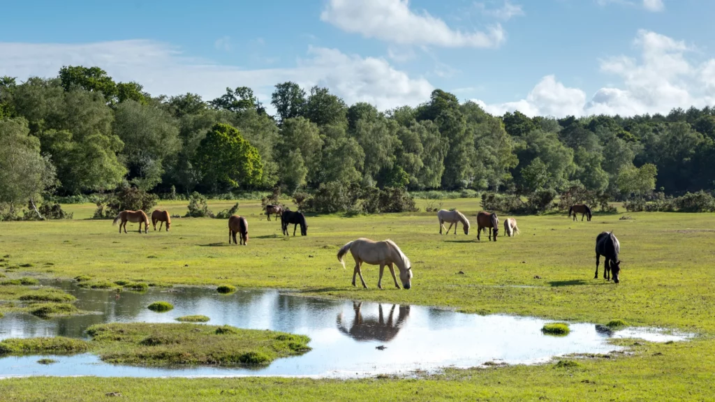 A New Forest landscape with wild horses 